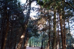 Untitled-1