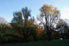 Untitled-6