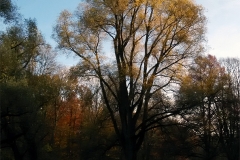 Untitled-7