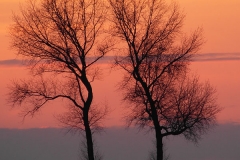 SAM_2437