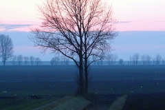 SAM_2450