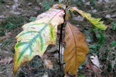 SAM_2547