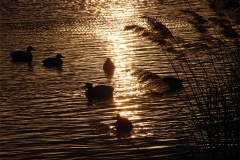 Untitled-21