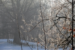 SAM_2963