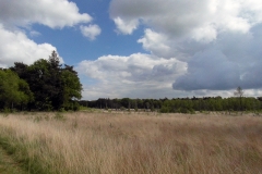 SAM_3517