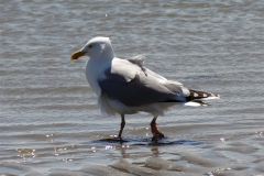 680