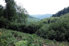 DSC03736-Copy