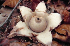 250