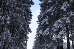 530