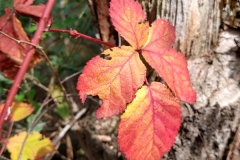 IMG_20180910_121642818_HDR