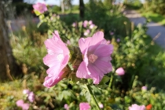IMG_20210713_101504720_HDR