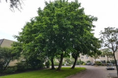 IMG_20210713_101528521_HDR