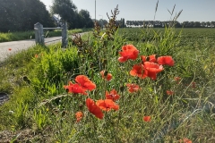 IMG_20210717_081550125_HDR