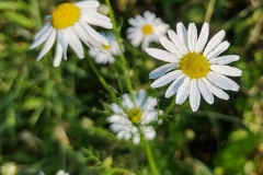 SAM_5033_2