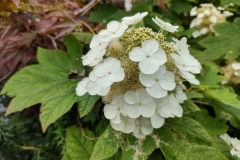 SAM_5061_4