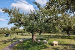 IMG_20210729_175301749_HDR