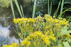 IMG_20210729_181046808_HDR
