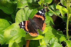 IMG_20210803_091433884_HDR