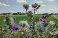 IMG_20210804_115920379_HDR