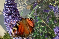 IMG_20210804_131843033_HDR