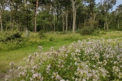 IMG_20210811_121717821_HDR
