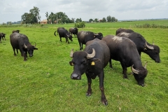 IMG_20210821_124923532_HDR