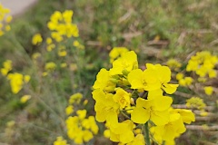 IMG_20260331_112220891