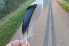 IMG_20260611_055921073