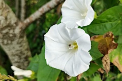 IMG_20260611_060156422_HDR