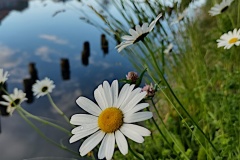 IMG_20260611_062647899_HDR