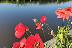 IMG_20260611_081052468_HDR