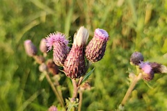IMG_20260622_062607756_MP
