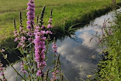 IMG_20260622_072040036_HDR