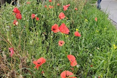 IMG_20260622_080502848