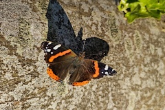 IMG_20260702_070721032_HDR