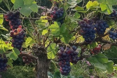 IMG_20260829_092957084_HDR2