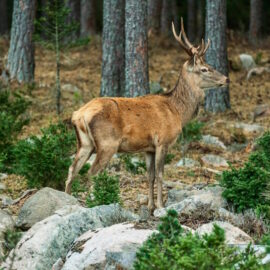 Aankondiging: Meerdaagse hike, Belgische Ardennen – 11 t/m 13 oktober 2024